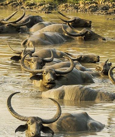 3D2N • Kaziranga Indian Big Five Wildlife Tour
