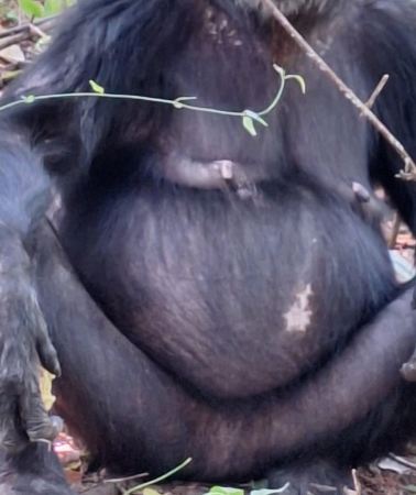 3D2N • 3-Day Gombe Chimpanzee Trekking, Kayaking & Town Sightseeing