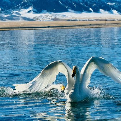 新疆北疆+喀纳斯景区+禾木风景区+赛里木湖8日7晚私家团