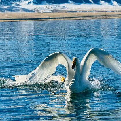 新疆北疆+阿勒泰市+喀纳斯+赛里木湖+那拉提旅游风景区8日7晚私家团