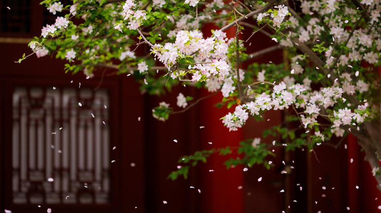 北京3日2晚拼小团·【2至6人拼小团 咨询客服享更优惠红包 0自费0购物违规赔万】全程入住华住美居漫心桔子水晶高分4钻酒店 儿童含早餐 全程小车+中轴线之旅+天安门广场+故宫深度+登长城+天坛联票+德云社相声+24H接送站