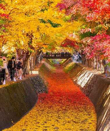 6D5N • Japan + Osaka + Kyoto + Nara City Small-group,free shuttles,5D,Gion,Fushimi,San'in,Guichuan,Arashiyama tr,Conan Bridge,2 free days