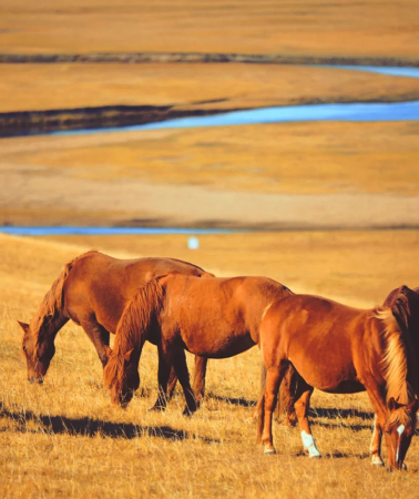 8D7N • China + Inner Mongolia + Hulunbuir + Hulunbuir Grasslands + Moergle River Scenic Area