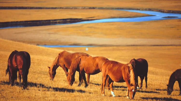 8-Day China + Inner Mongolia + Hulunbuir + Hulunbuir Grasslands + Moergle River Scenic Area