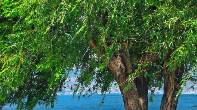 10-day 9-night · Private Tour · Kunming + Dali + Lijiang + Shangri-La· Dali, Shangri-La, Lijiang, Dukezong, Yulong Snow Mountain, Songzanlin Monastery, Tiger Leaping Gorge