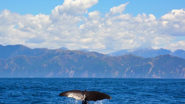 <8天>【邂逅抹香鲸 多人更优惠】南岛观鲸+峡湾环线·含凯库拉观鲸+龙虾餐+米尔福德峡湾君王号游轮、住1晚观星小镇、库克山+蒂卡波湖+瓦纳卡湖、解锁N种体验(库克山雪降+皇后镇跳伞等)