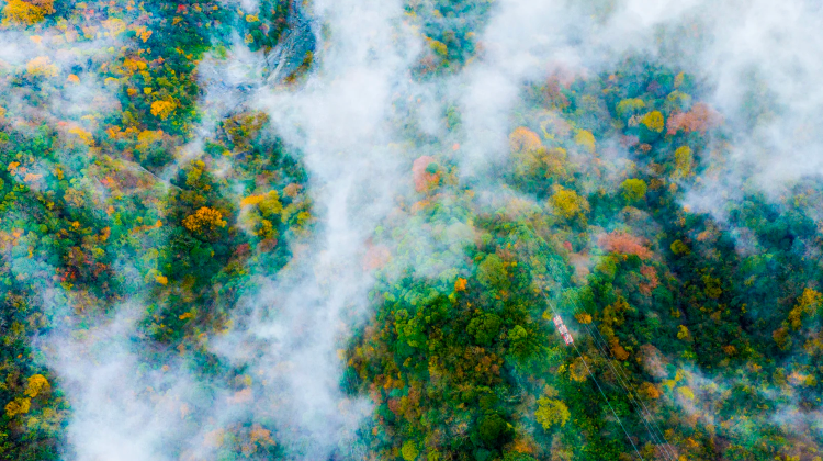 5D4N · Group Tours · A deep dive into Jinfo Mountain, the Three Natural Bridges, and the city's heart – Fall from the grassy sea into the dazzling sea of lights at Jiefangbei