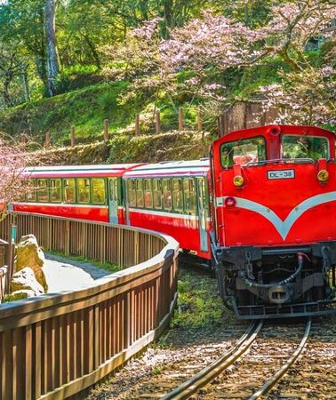 2D1N • Alishan 2Day Shared Tour from Taipei
