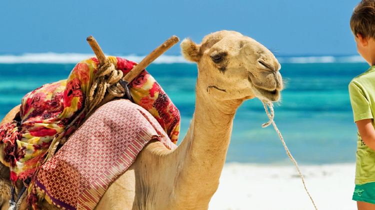 12D11N · Group Tours · Egyptian Family Adventure  Egyptian Family Adventure 