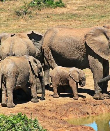 4D3N • 4 Days Private Tour at Kruger National Park & Blyde River Canyon