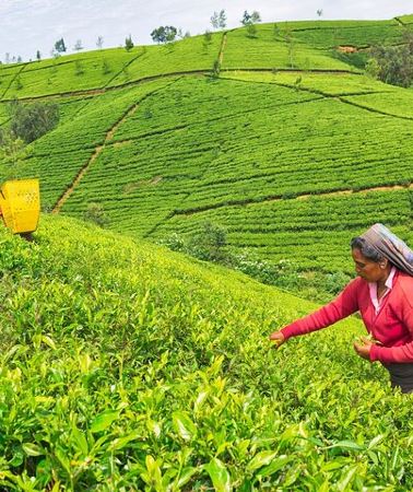 2D1N • 2 Day Tour of Yala & Ella with Hill Country Scenic Train Ride - All Inclusive
