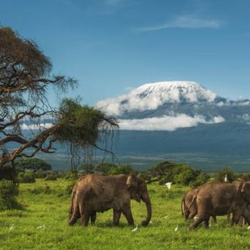 坦桑尼亚+乞力马扎罗国家公园+非洲野生动物园（塞伦盖蒂伊科玛）10日8晚私家团
