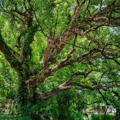 丽水4日3晚私家团