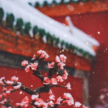 沈阳+哈尔滨4日3晚拼小团