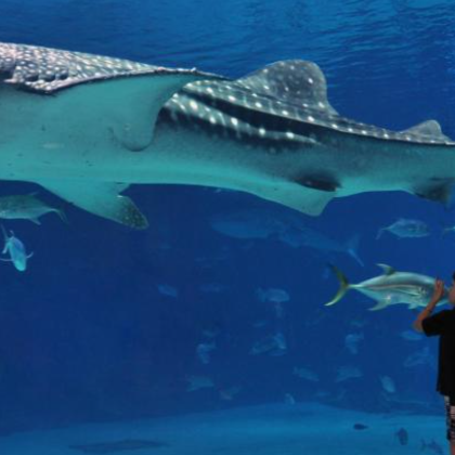 美国芝加哥+亚特兰大+奥兰多9日8晚私家团