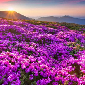 贵州贵阳+黄果树景区+梵净山+镇远县+西江千户苗寨+荔波7日6晚私家团