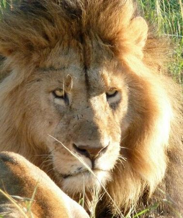 3D2N • 3 Day Maasai Mara Shared Safari In a Land Cruiser