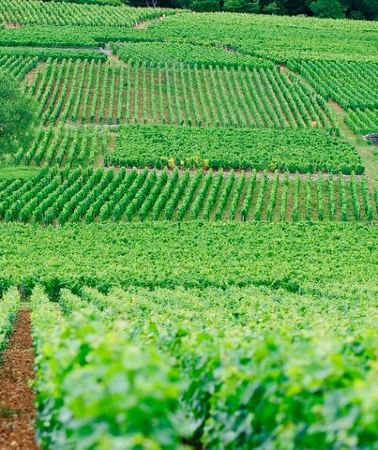2D1N • Multi Day Private Tour Prestige Burgundy with 12 Premiers & Grands Crus