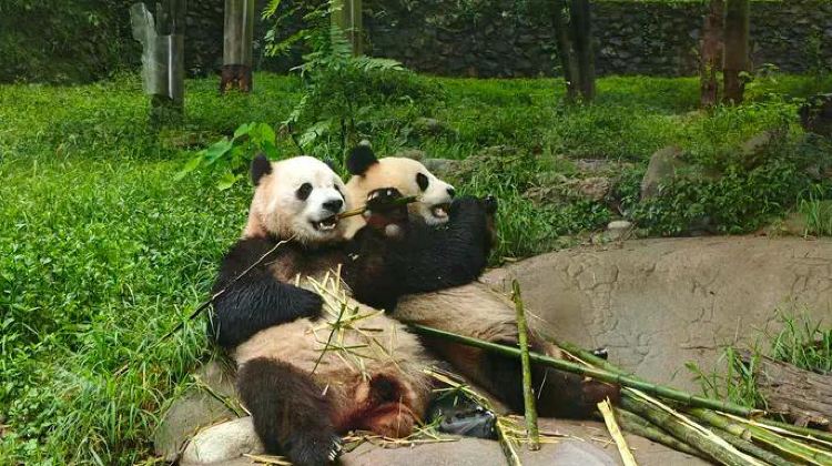 10-Day Journeys: Pandas & the Peaks of Zhangjiajie