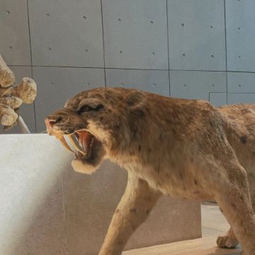 博物馆讲解·上海自然博物馆·单讲解 ·不含门票·半日亲子营对话自然科学 探索自然奥秘 寻找远古印记