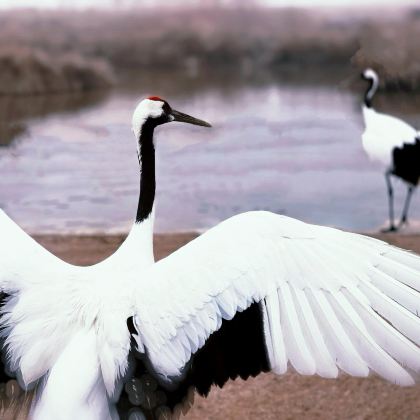 盐城中华麋鹿园+丹顶鹤湿地生态旅游区+荷兰花海3日2晚私家团