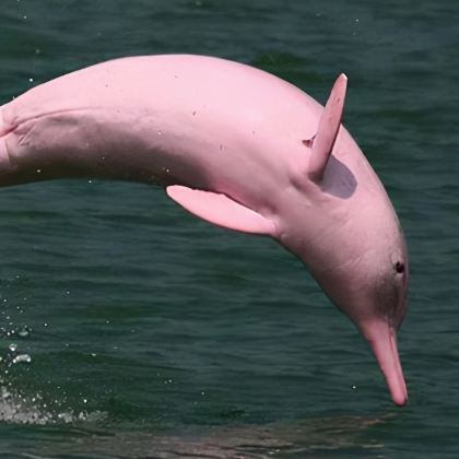 巴西圣保罗+亚马逊雨林+伊瓜苏国家公园+里约热内卢10日9晚拼小团