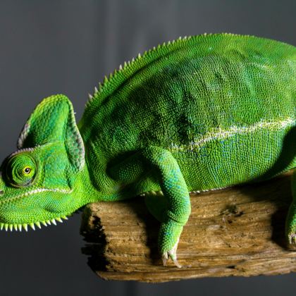 马达加斯加+塞舌尔15日12晚跟团游