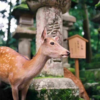 日本大阪+京都+奈良市5日4晚跟团游