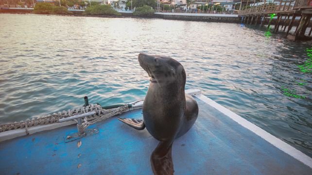 9-Day Galápagos Island Hopping Tour from Quito · Puerto Ayora, Floreana Island, Isabela Island, Cotopaxi
