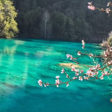 成都+九寨沟+黄龙风景名胜区+三星堆博物馆+平武报恩寺6日5晚私家团