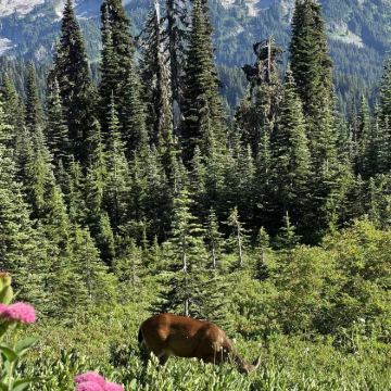 美国西雅图+旧金山6日私家团