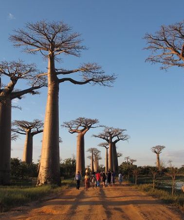 9D8N • Private 9-Day Morondava Baobabs and Andasibe Lemurs Tour