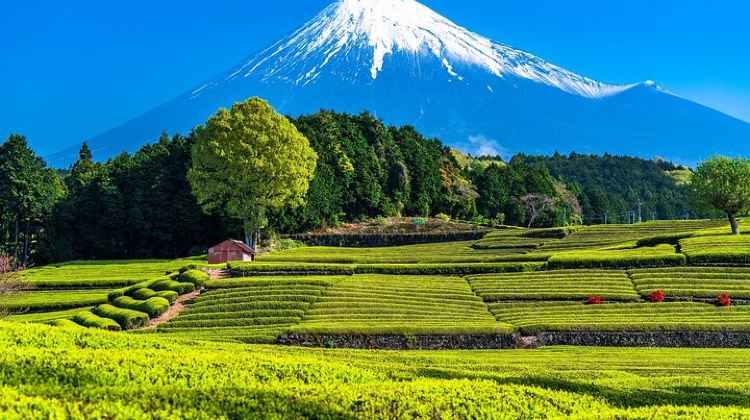 2D1N · Group Tours · Mt Fuji and Izu Deep View 2 Day Tour from Tokyo