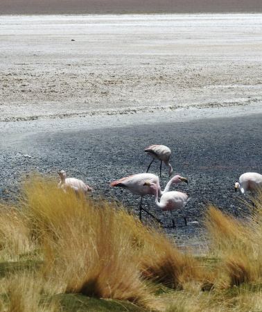 4D3N • 4-Day Uyuni Salt Flats Lagoons & Deserts from La Paz