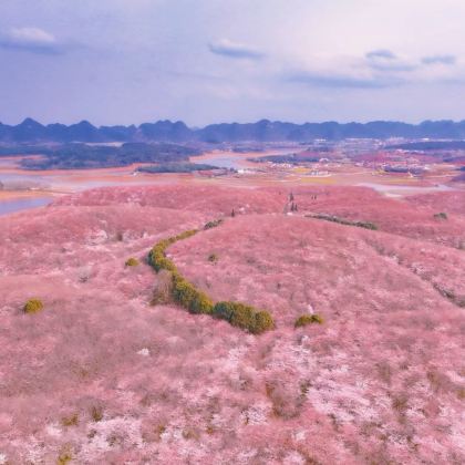 百里杜鹃风景区+红枫湖平坝万亩樱花园+龙宫+黄果树瀑布+荔波小七孔景区+西江千户苗寨6日5晚私家团