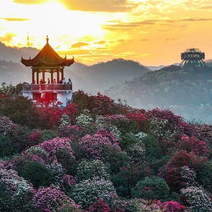 贵阳+织金洞+百里杜鹃风景区3日2晚自由行