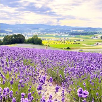 日本北海道札幌+登别+洞爷湖町+函馆+小樽+富良野+美瑛町+泷野铃兰丘陵公园+白色恋人公园+洞爷湖游览船+四季彩之丘+登别樱花道+五棱郭公园9日8晚私家团