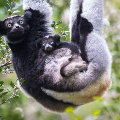 马达加斯加+毛里求斯+留尼汪（法属）+塞舌尔15日自由行