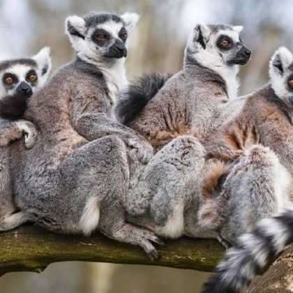 马达加斯加+毛里求斯+留尼汪（法属）+塞舌尔普拉兰岛16日自由行