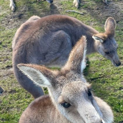 澳大利亚墨尔本+斐济+普芬比利蒸汽火车+夸塔岛+玛璐考拉和动物公园6日5晚私家团