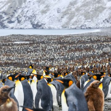 布宜诺斯艾利斯+福克兰群岛+南乔治亚岛+南极洲+火地岛国家公园24日20晚跟团游