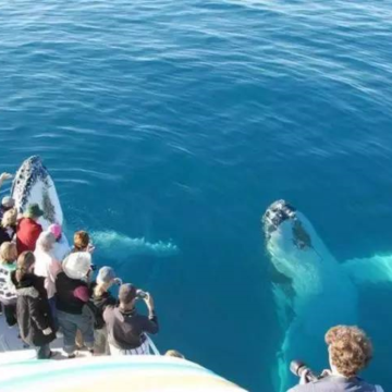 澳大利亚悉尼+卧龙岗+基亚玛+凯阿马喷水孔6日5晚私家团