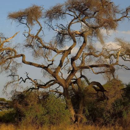 肯尼亚10日7晚跟团游