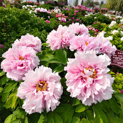 曹州牡丹园+水浒好汉城+水泊梁山+菏泽市博物馆3日2晚私家团