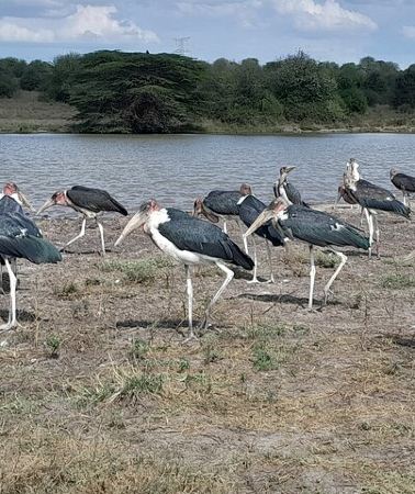 3D2N • Three days two nights Masai Mara with pickup