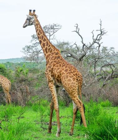 2D1N • 2 Days Akagera Wildlife Safari( pick up and drop off)