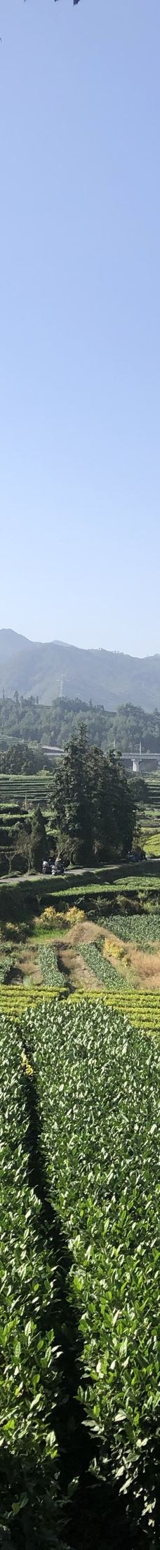 大木山茶园景区-松阳