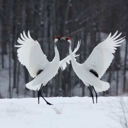 日本北海道十胜川温泉+阿寒湖+摩周湖+层云峡+旭川+小樽+札幌11日10晚私家团