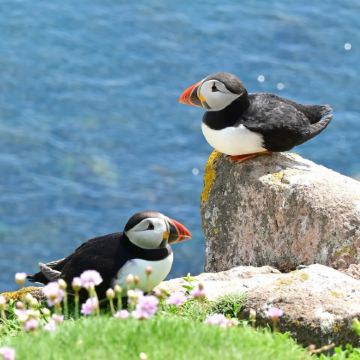 英国Skomer Island4日私家团