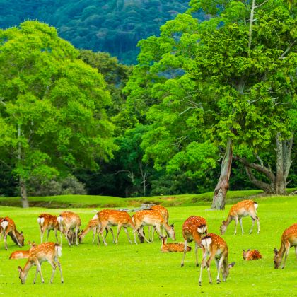 日本大阪+京都+奈良市6日5晚拼小团